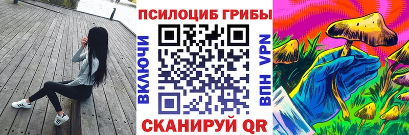 Купить  Сусуман  Псилоцибиновые грибы Cubensis 